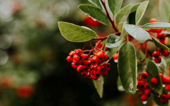 Обои картинки фото природа, ягоды, красные, капли, ветка