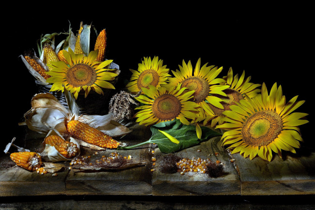 Обои картинки фото еда, кукуруза, подсолнухи, початки