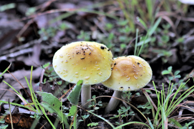 Обои картинки фото природа, грибы, дуэт