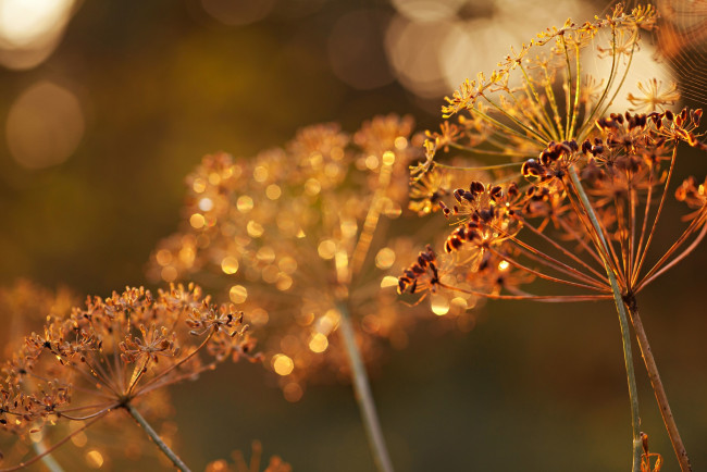 Обои картинки фото природа, макро, семена, укроп, зонтики