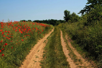 Картинка природа дороги проселочная дорога маки