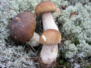 Картинка еда грибы +грибные+блюда боровики