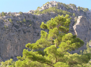 Картинка природа