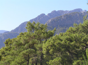 Картинка природа