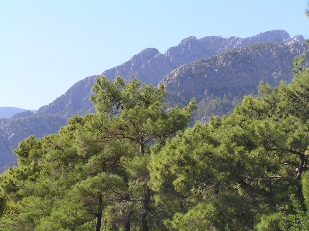 Обои картинки фото природа