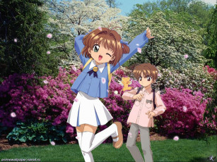 Картинка аниме card captor sakura