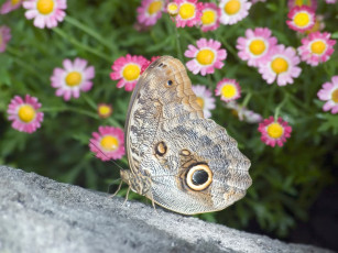 Картинка butterfly 05 животные бабочки