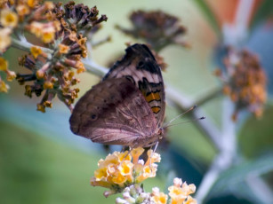 Картинка butterfly 06 животные бабочки