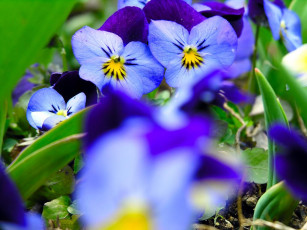 обоя цветы, анютины, глазки, садовые, фиалки