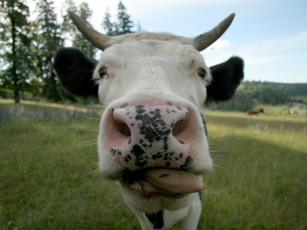 Картинка милка вэй животные коровы буйволы