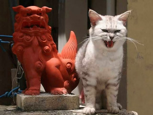 Картинка животные коты