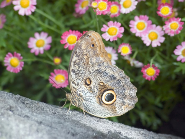 Обои картинки фото butterfly, 05, животные, бабочки