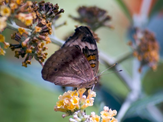 Обои картинки фото butterfly, 06, животные, бабочки