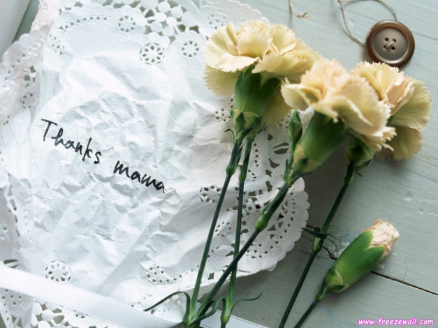 Обои картинки фото цветы, гвоздики