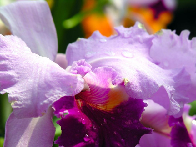 Обои картинки фото цветы, орхидеи