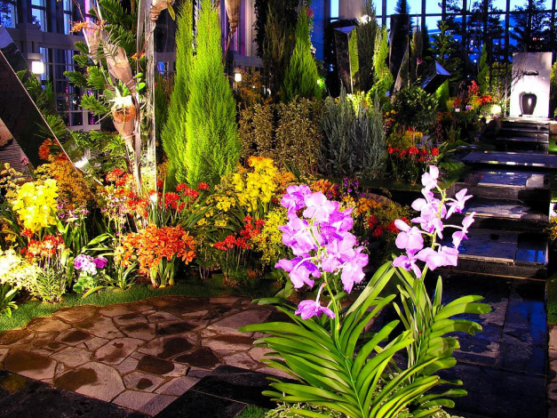 Обои картинки фото цветы, орхидеи