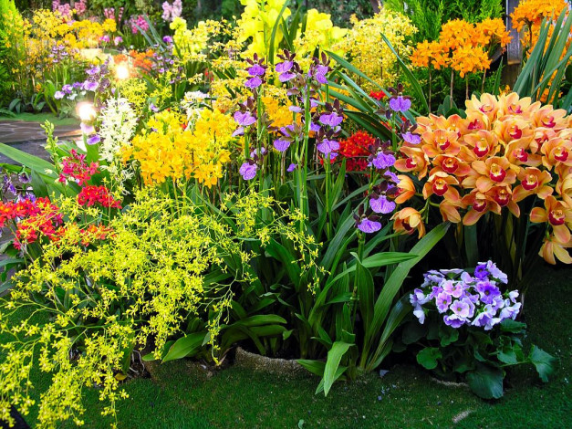 Обои картинки фото цветы, орхидеи