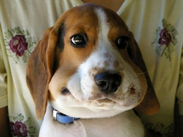 Обои картинки фото животные, собаки