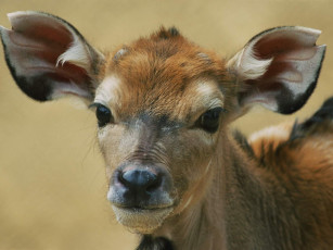 Картинка животные антилопы