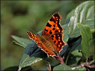 Картинка животные бабочки