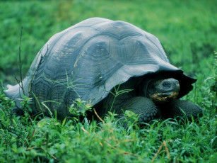 Картинка животные Черепахи