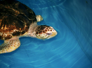 Картинка животные Черепахи