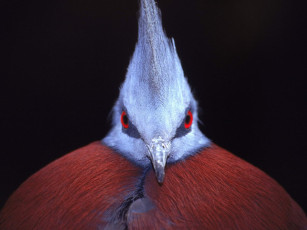 Картинка животные голуби