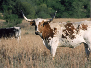 Картинка животные коровы буйволы