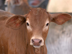 Картинка животные коровы буйволы