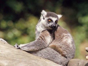 Картинка животные лемуры