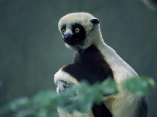 Картинка животные лемуры