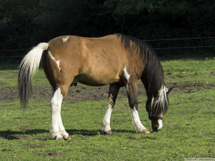 Картинка животные лошади