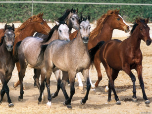 Картинка животные лошади