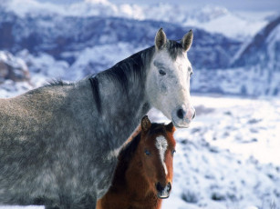 Картинка животные лошади