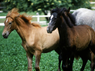 Картинка животные лошади