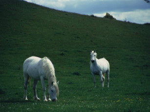 Картинка животные лошади