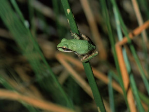 Картинка животные лягушки