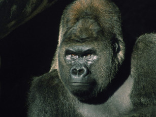 Картинка животные обезьяны