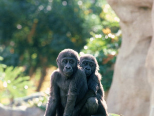 Картинка животные обезьяны