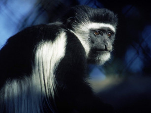 Картинка животные обезьяны