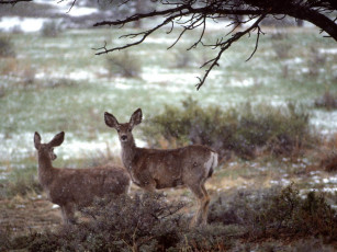 Картинка животные олени