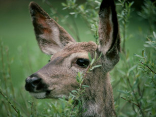 Картинка животные олени