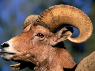 Картинка животные овцы бараны