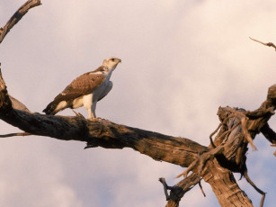 Картинка животные птицы хищники