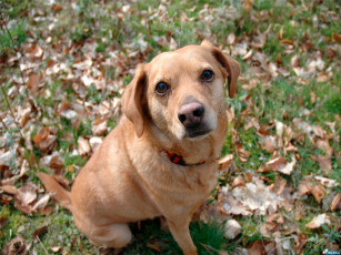 Картинка животные собаки