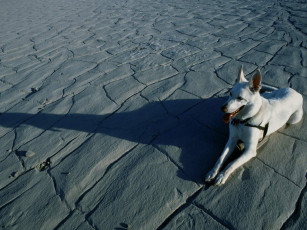 Картинка животные собаки