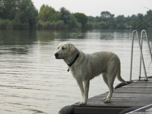 Картинка животные собаки
