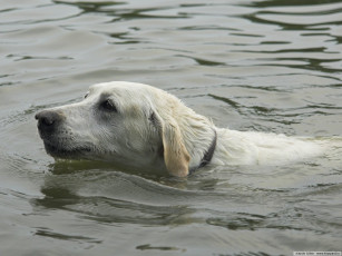 Картинка животные собаки