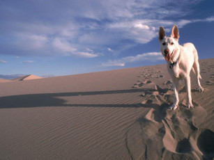 Картинка животные собаки