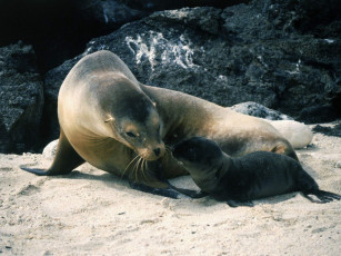 Картинка животные тюлени морские львы котики